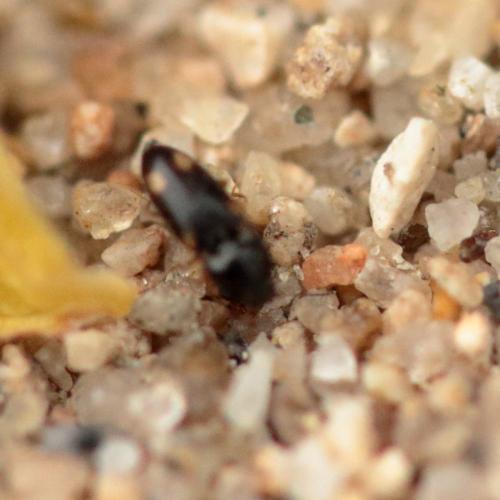Zorochros sp.